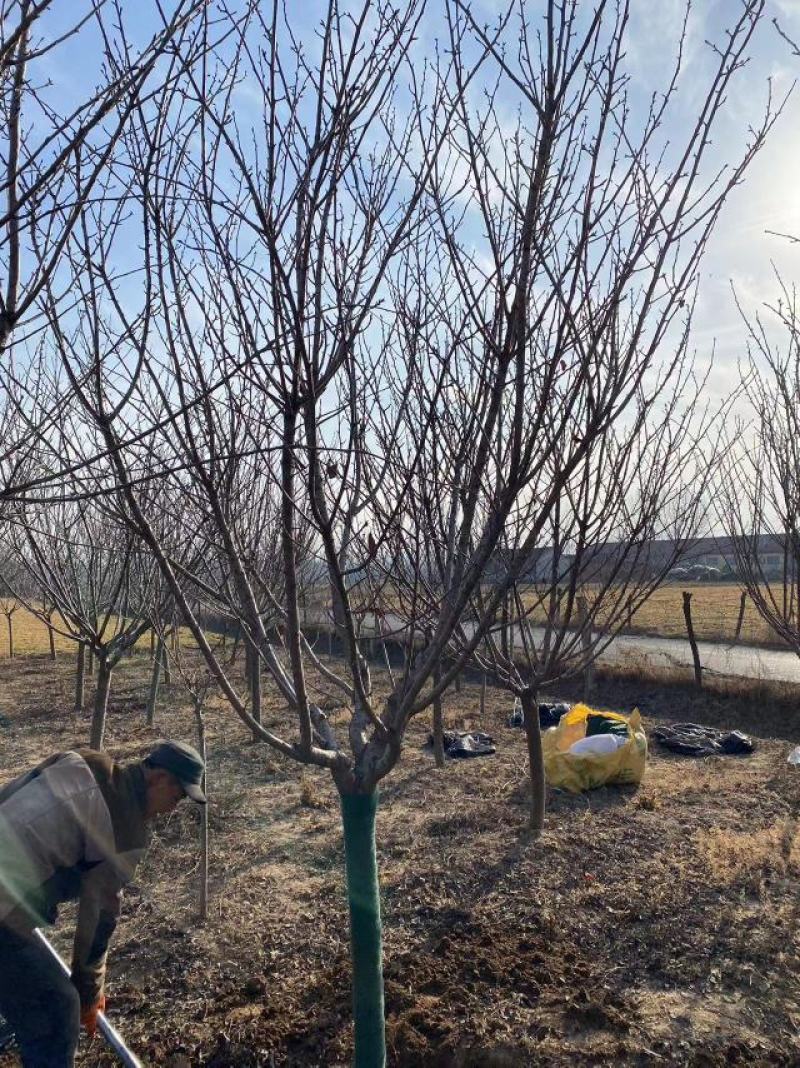 早樱开白花樱花苗圃800亩