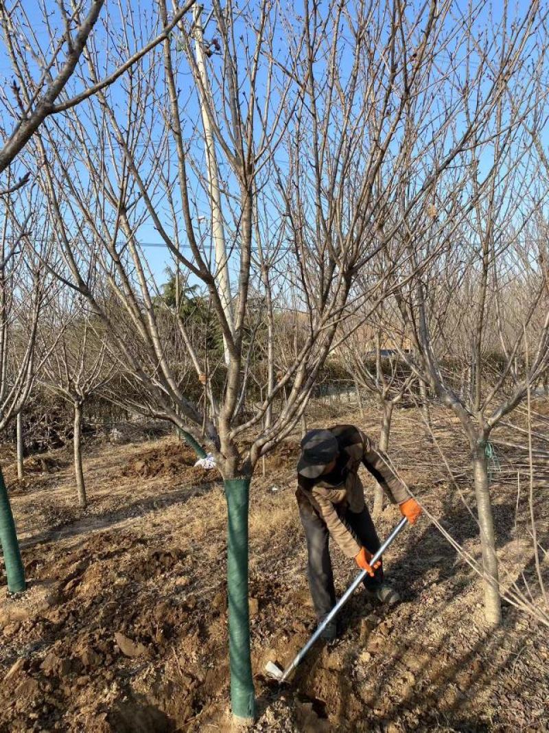 早樱开白花樱花苗圃800亩