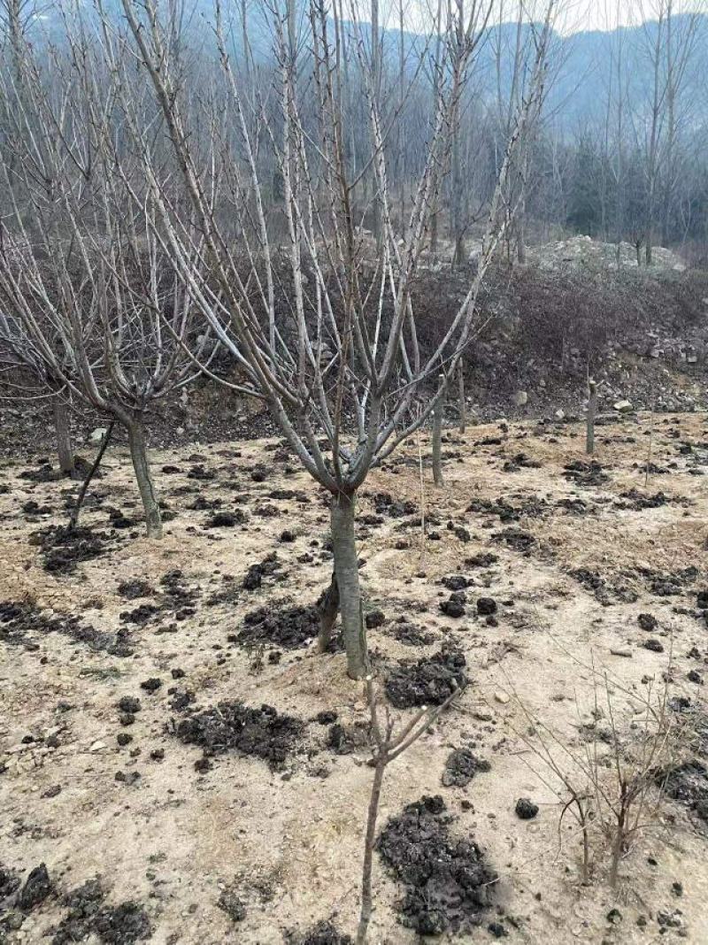 早樱开白花樱花苗圃800亩