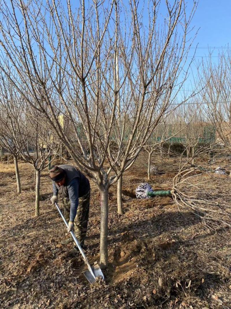 早樱开白花樱花苗圃800亩