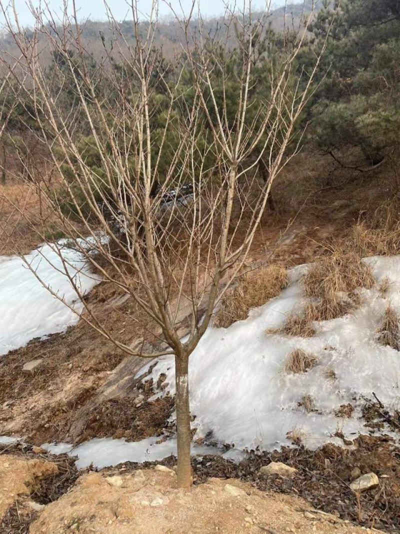早樱开白花樱花苗圃800亩