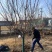 早樱开白花樱花苗圃800亩