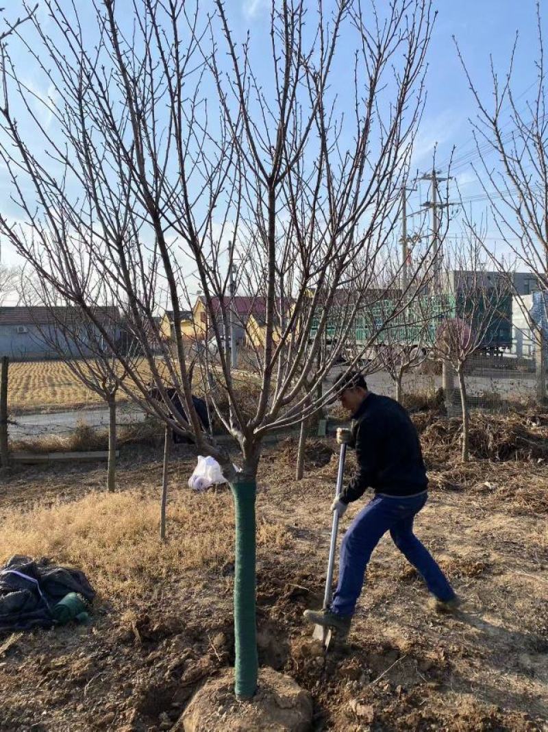 早樱开白花樱花苗圃800亩