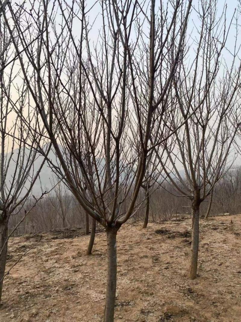 早樱开白花樱花苗圃800亩