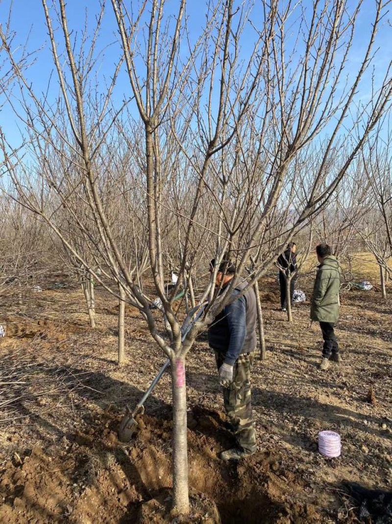 早樱开白花樱花苗圃800亩
