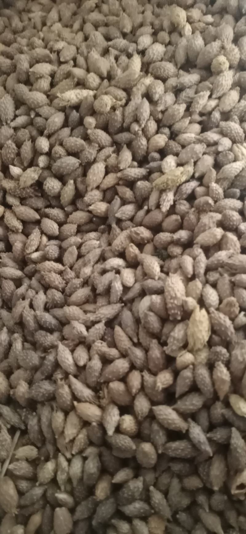 【苍耳子】.中药材批发.质量保证规格齐全.
