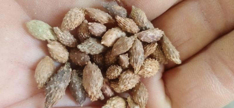 【苍耳子】.中药材批发.质量保证规格齐全.