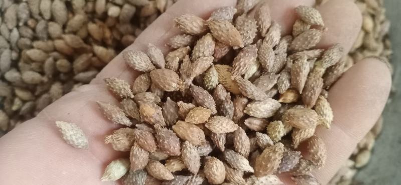 【苍耳子】.中药材批发.质量保证规格齐全.