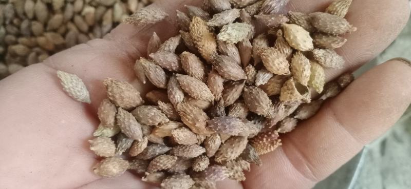 【苍耳子】.中药材批发.质量保证规格齐全.