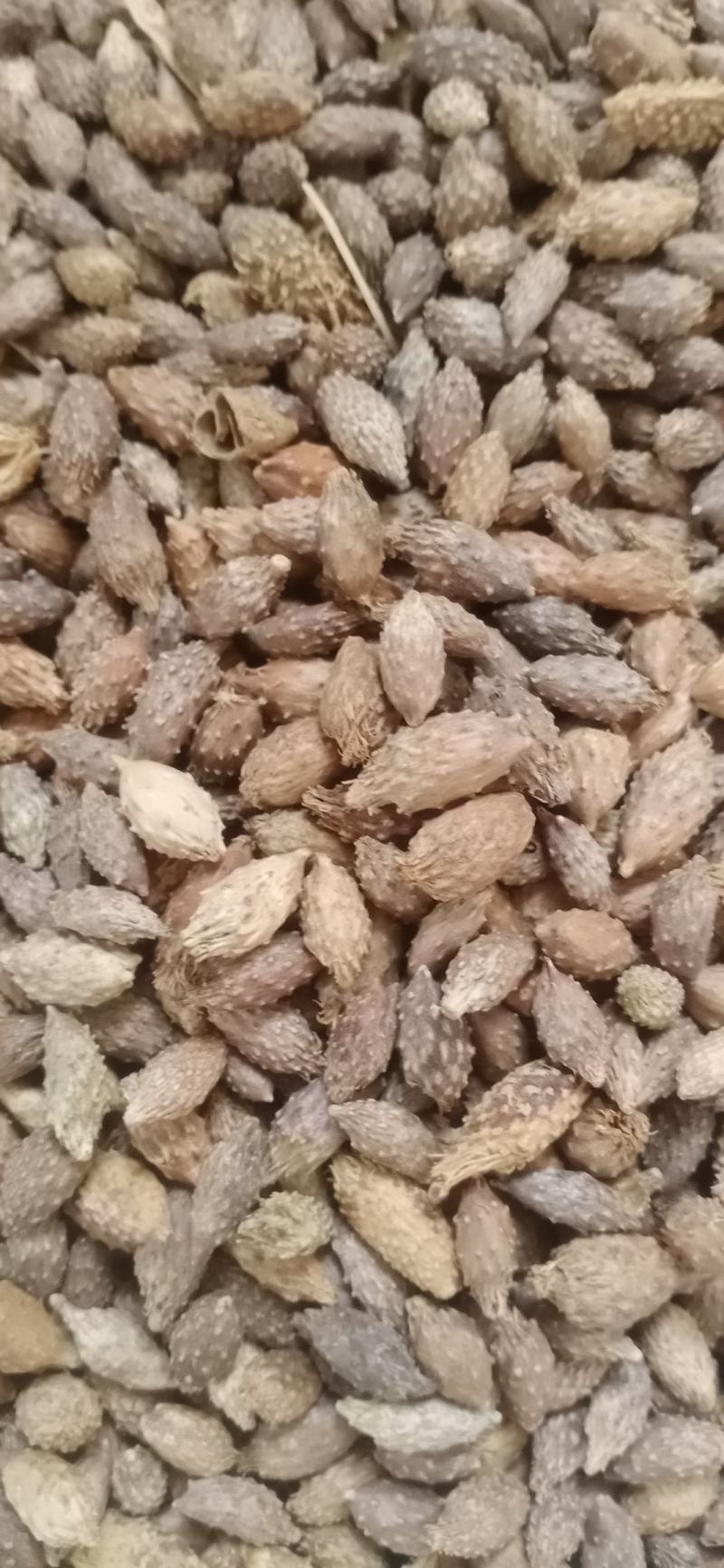 【苍耳子】.中药材批发.质量保证规格齐全.