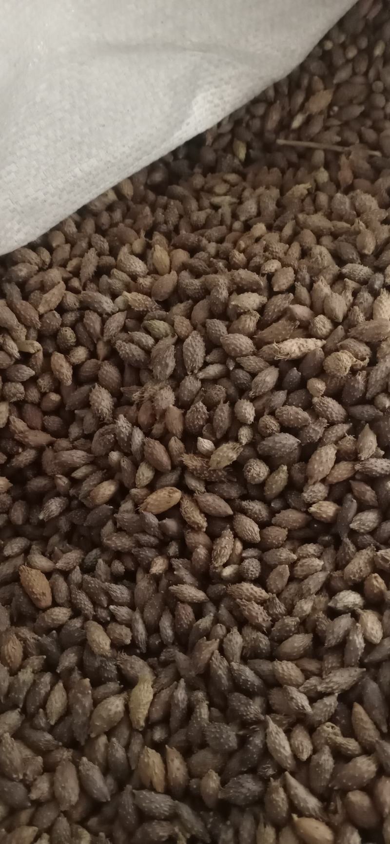 【苍耳子】.中药材批发.质量保证规格齐全.