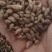 【苍耳子】.中药材批发.质量保证规格齐全.