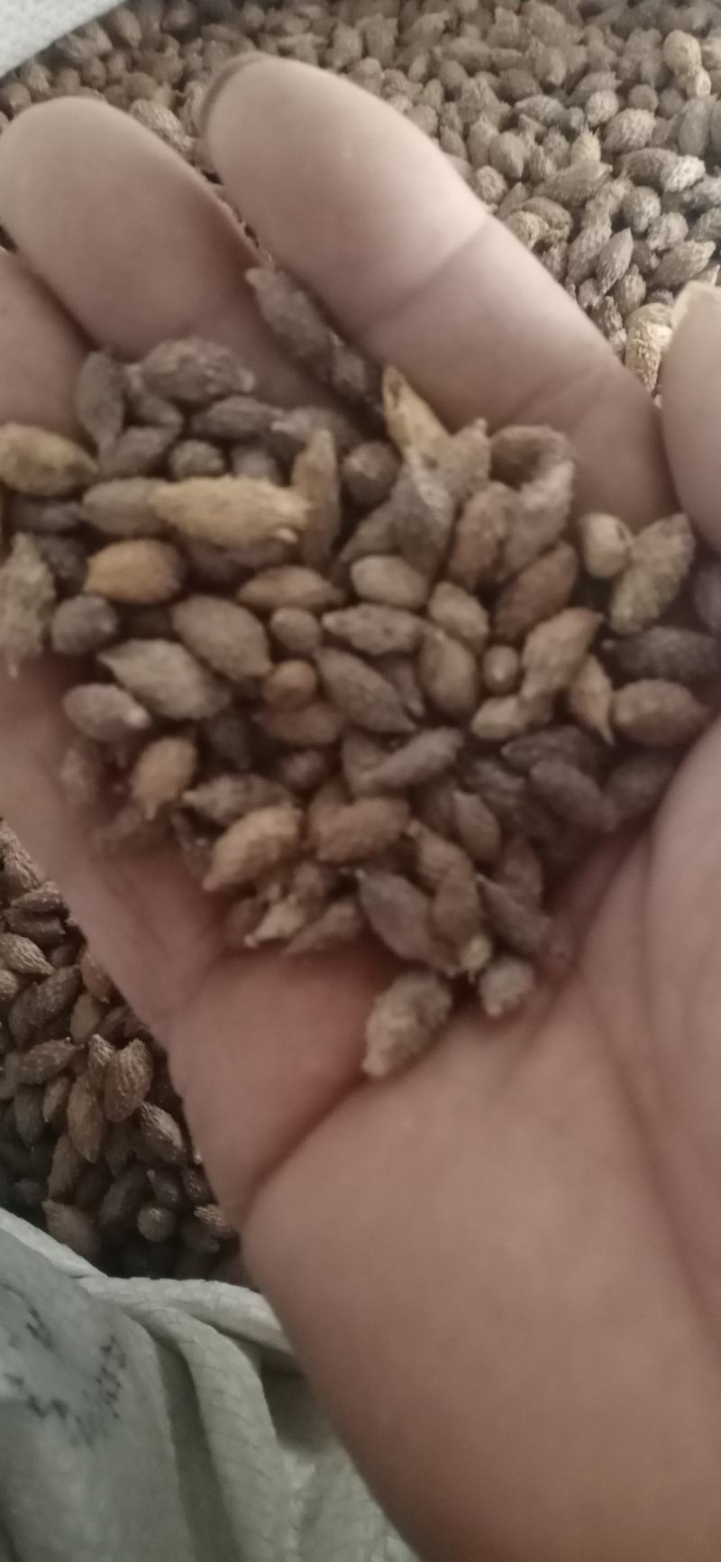 【苍耳子】.中药材批发.质量保证规格齐全.