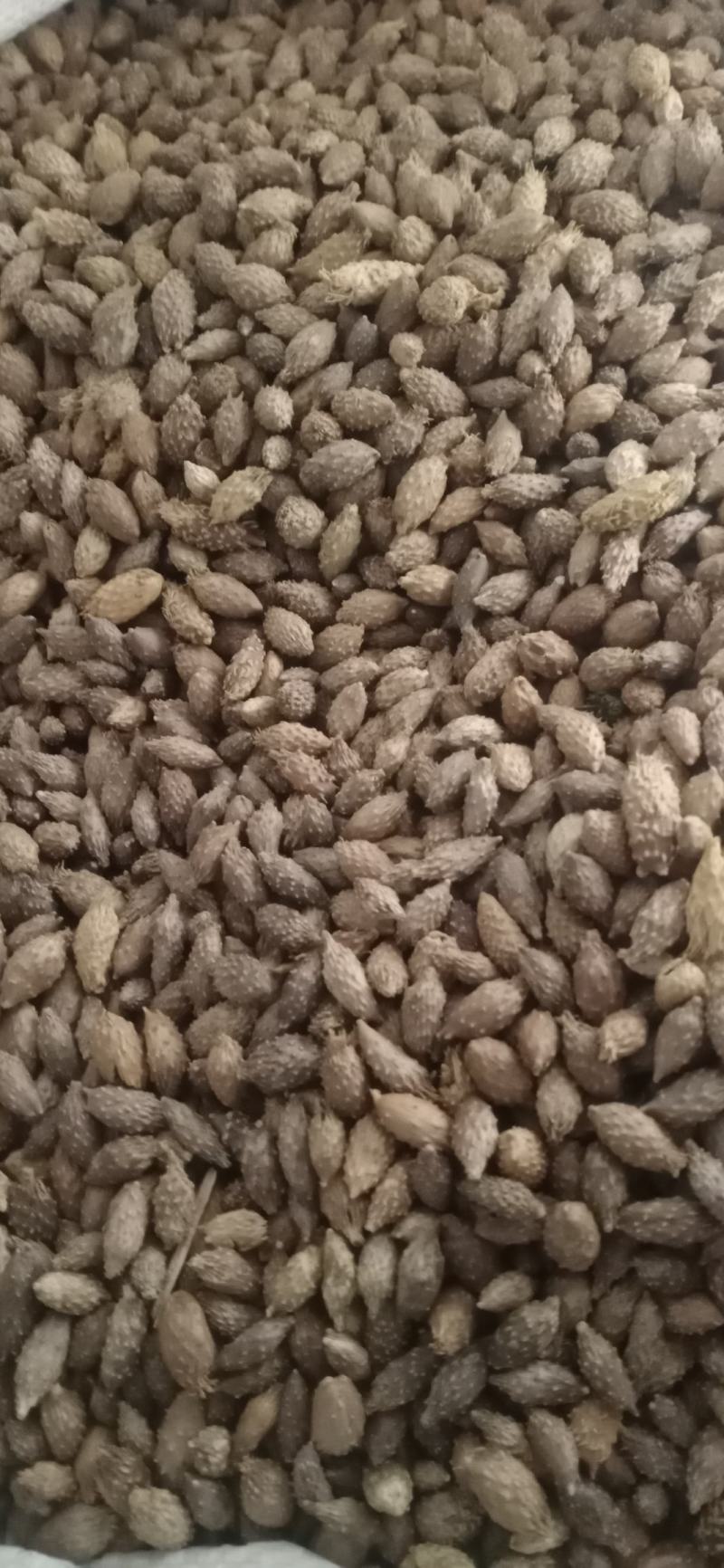 【苍耳子】.中药材批发.质量保证规格齐全.