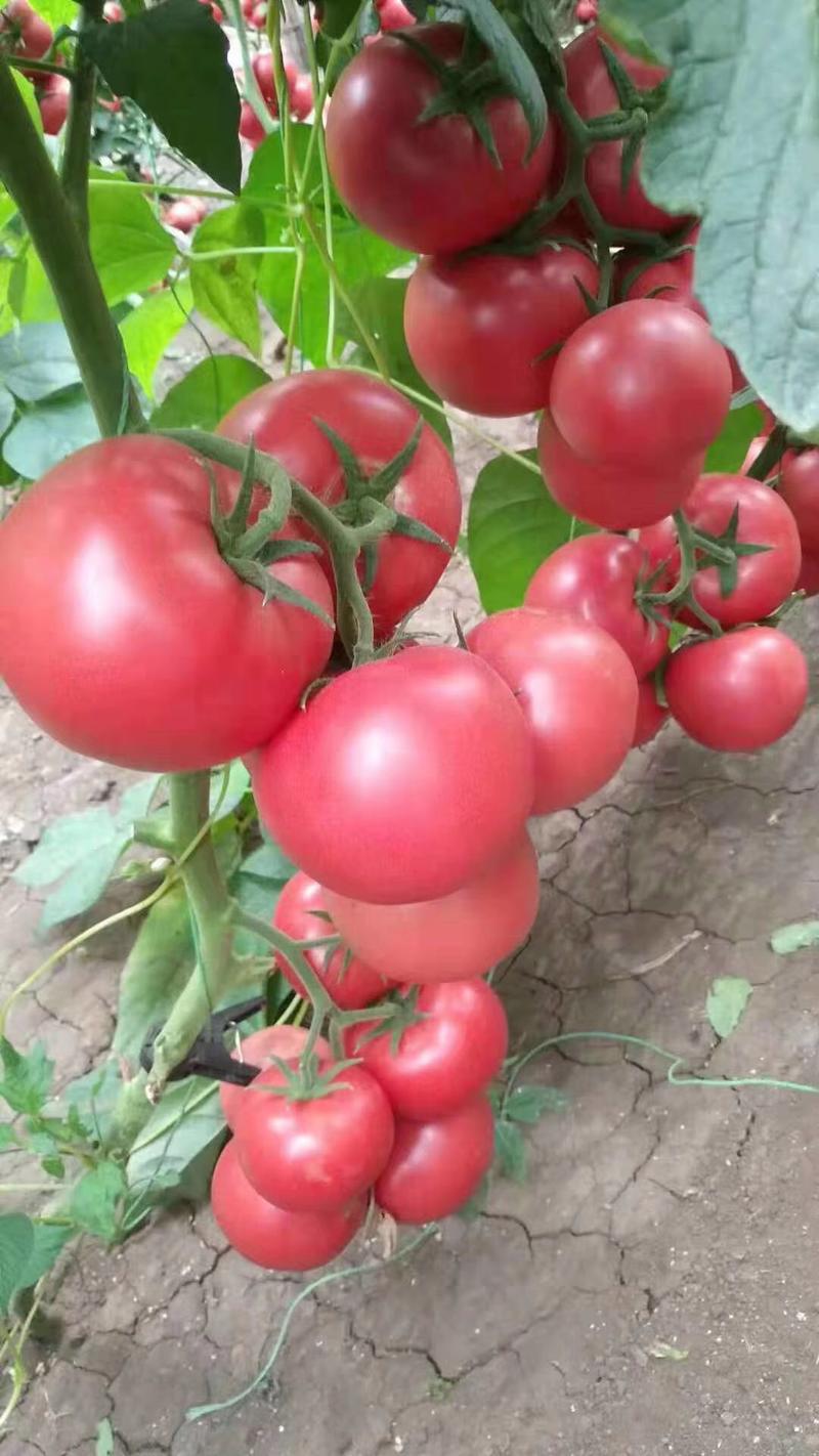 越夏春研大果硬粉西红柿苗早熟耐裂抗病毒耐线虫产量高
