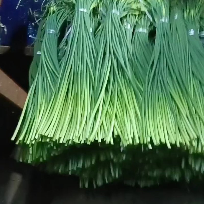 优质白帽/红帽蒜苔，冷库直供，量大从优，各种蔬菜配