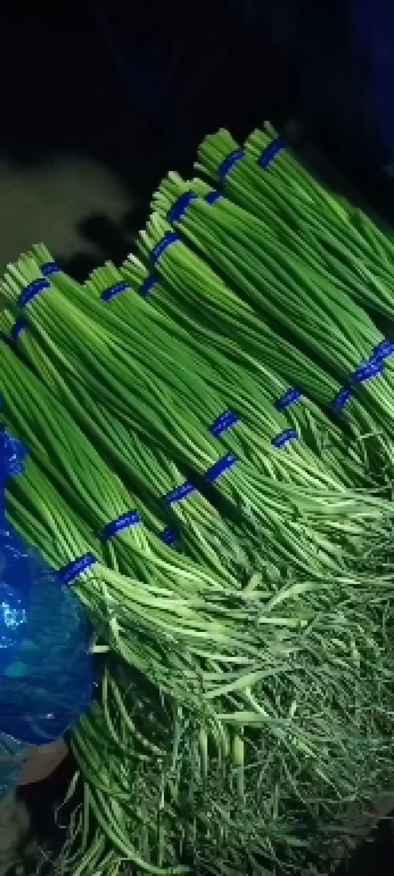 优质白帽/红帽蒜苔，冷库直供，量大从优，各种蔬菜配