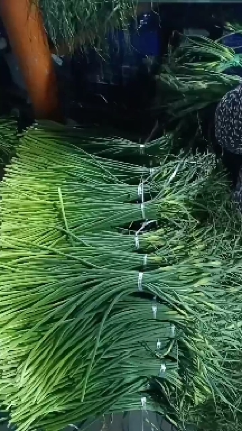 优质白帽/红帽蒜苔，冷库直供，量大从优，各种蔬菜配