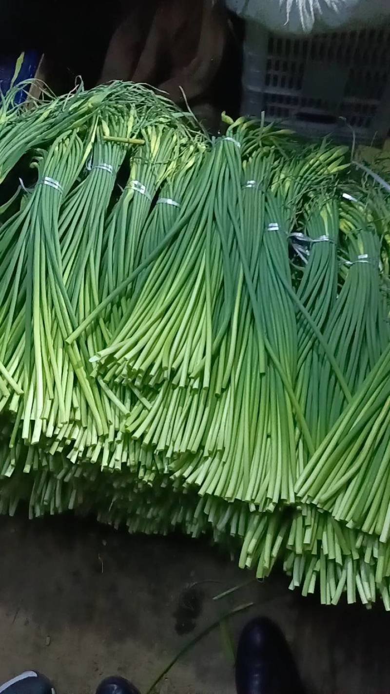 优质白帽/红帽蒜苔，冷库直供，量大从优，各种蔬菜配
