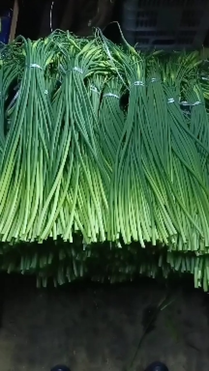 优质白帽/红帽蒜苔，冷库直供，量大从优，各种蔬菜配