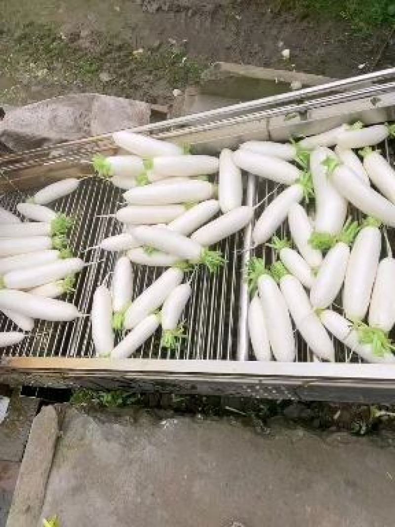 四川南充重庆白萝卜货源充足价格美丽