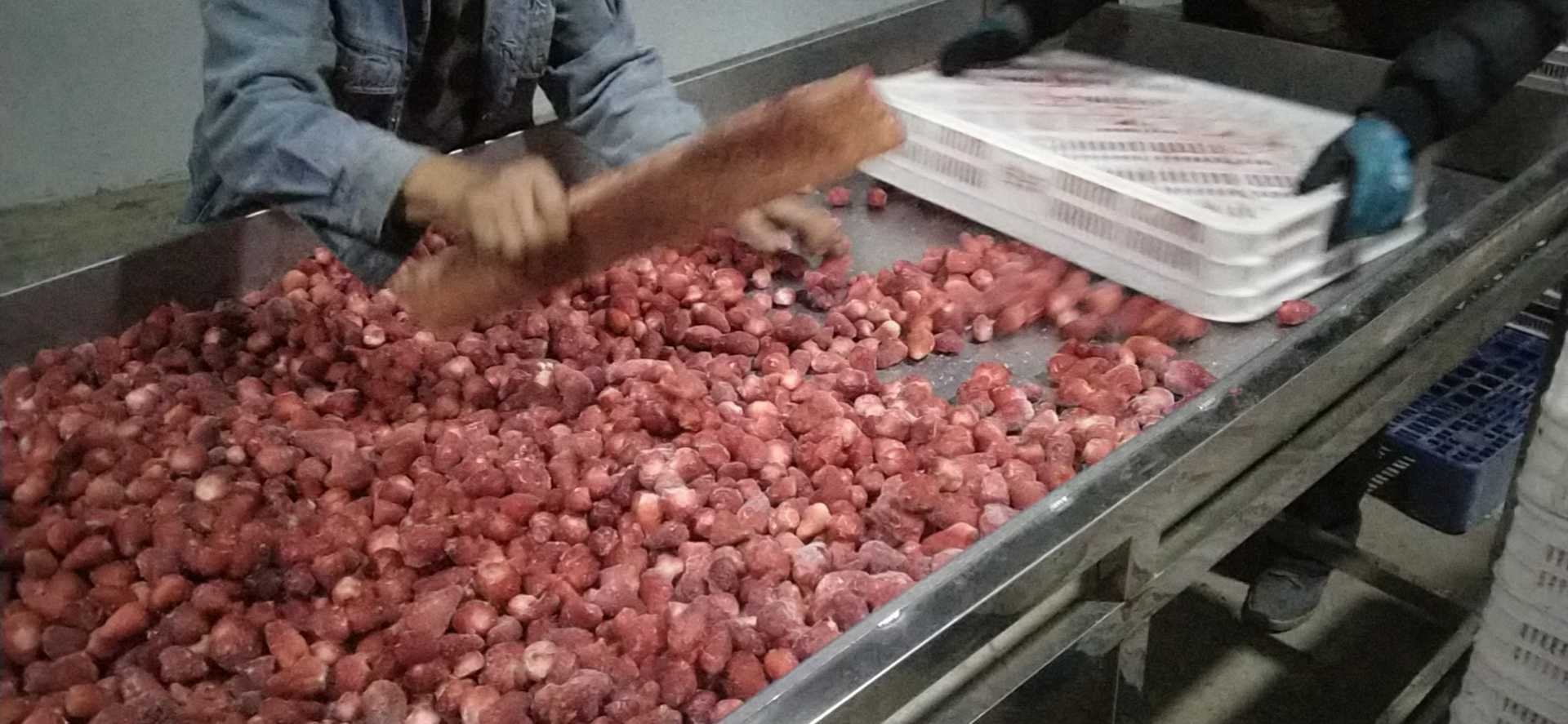 绿巨人i草莓包装与加工生产线