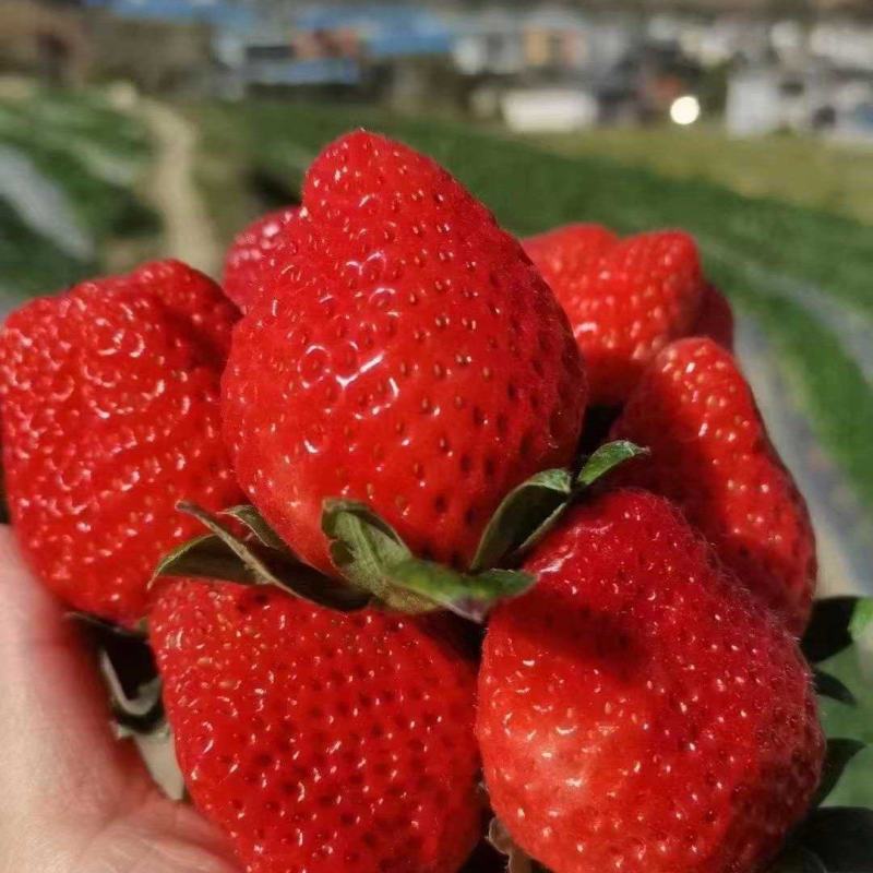 速冻草莓产地四川凉山州德昌露天草莓一手货源批发量大