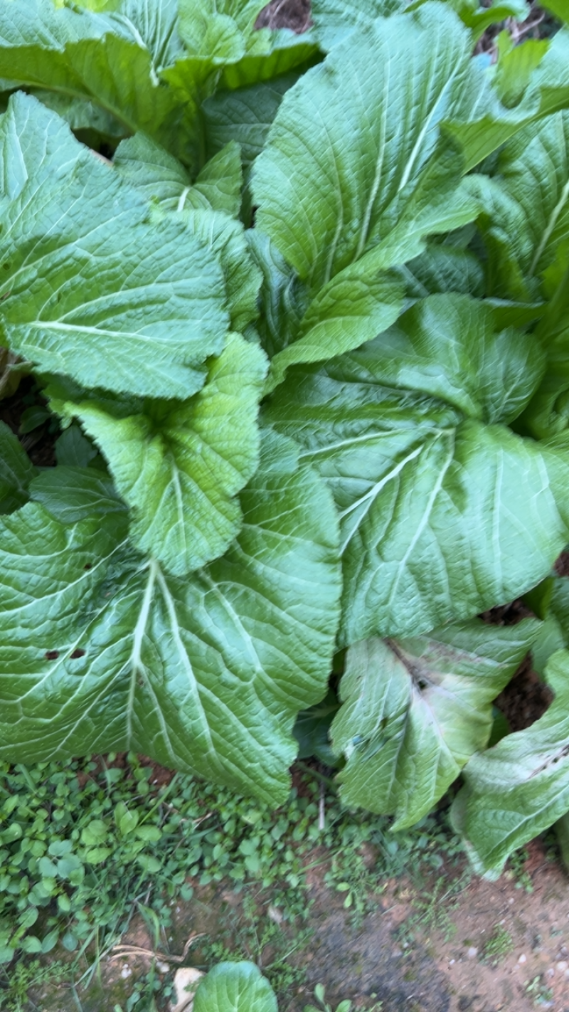 根达菜种子牛皮菜莙荙君达菜种籽易种四季播阳台种菜