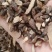 【香附】香附个子片子.炙香附..中药材批发.质量保证规格