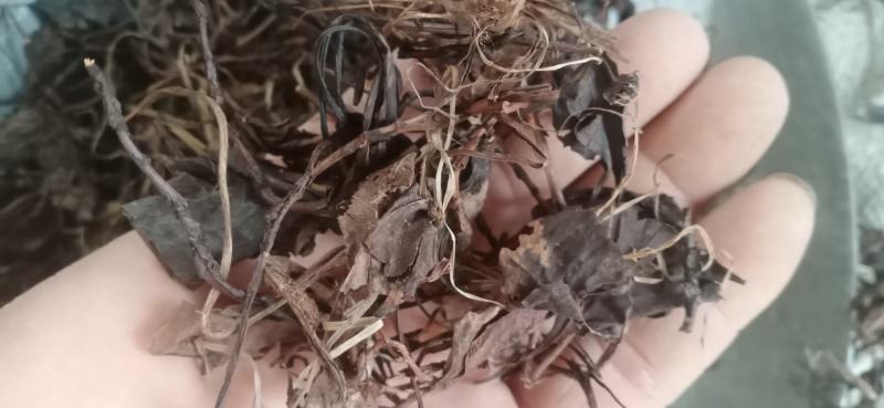 【鹿衔草】鹿含草干净无杂，中药材批发.质量保证规格齐全