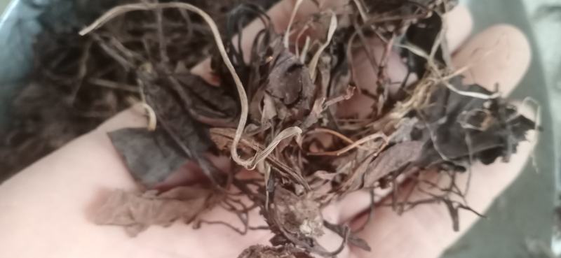 【鹿衔草】鹿含草干净无杂，中药材批发.质量保证规格齐全