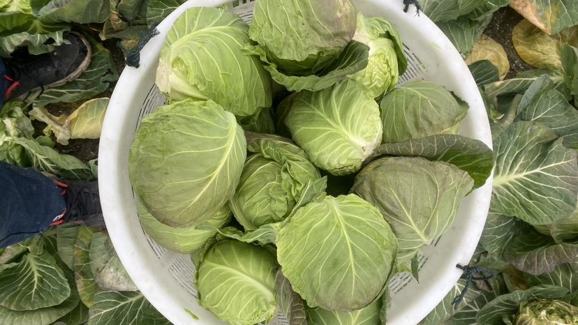 羽衣甘蓝与奇亚籽混合食材图