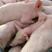 《仔猪》红成长白仔猪猪场直发，疫苗齐包活到家质量保障