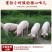 【顺丰包邮】5斤装新鲜猪心整猪心生猪心脏猪内脏多省包邮