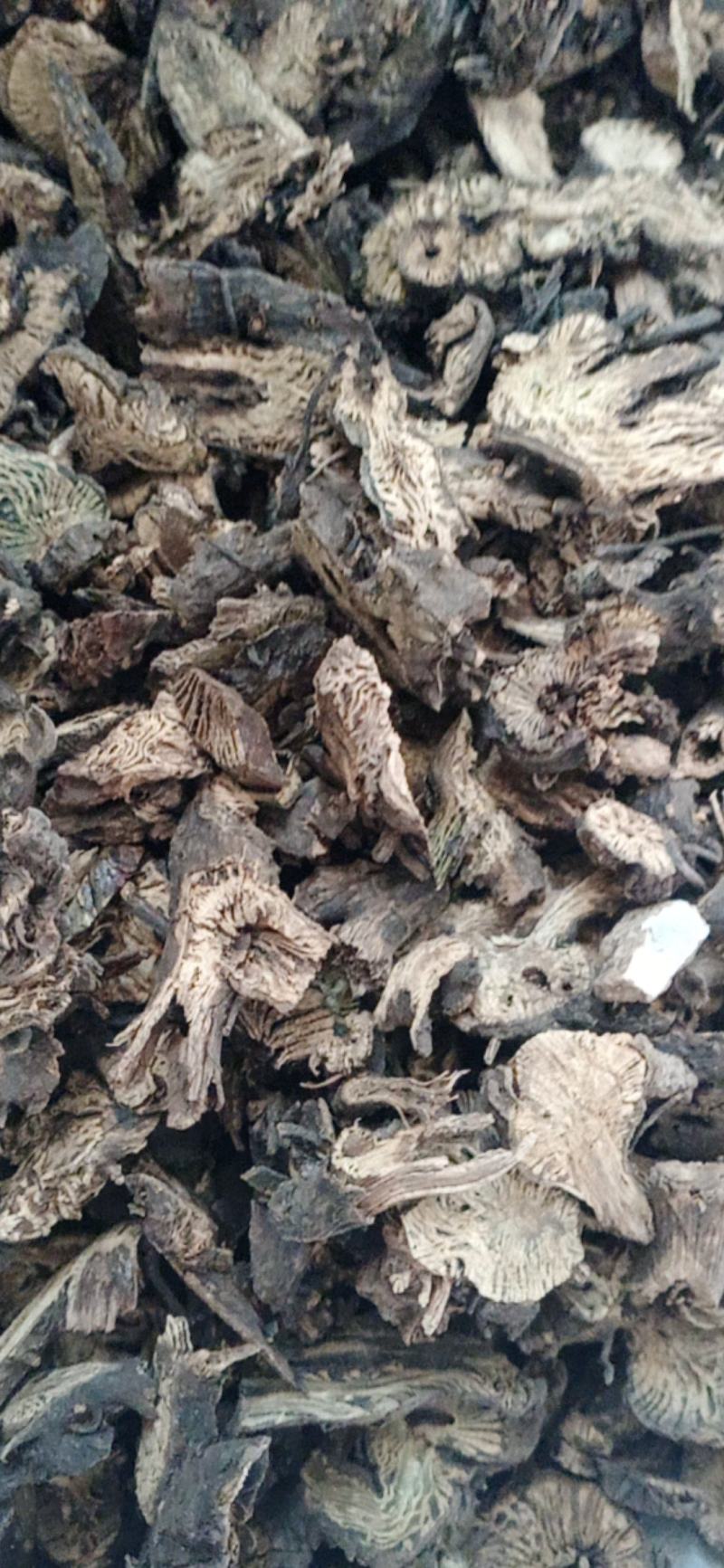 【升麻】产地东北一手货源大货供应规格齐全量大优惠。