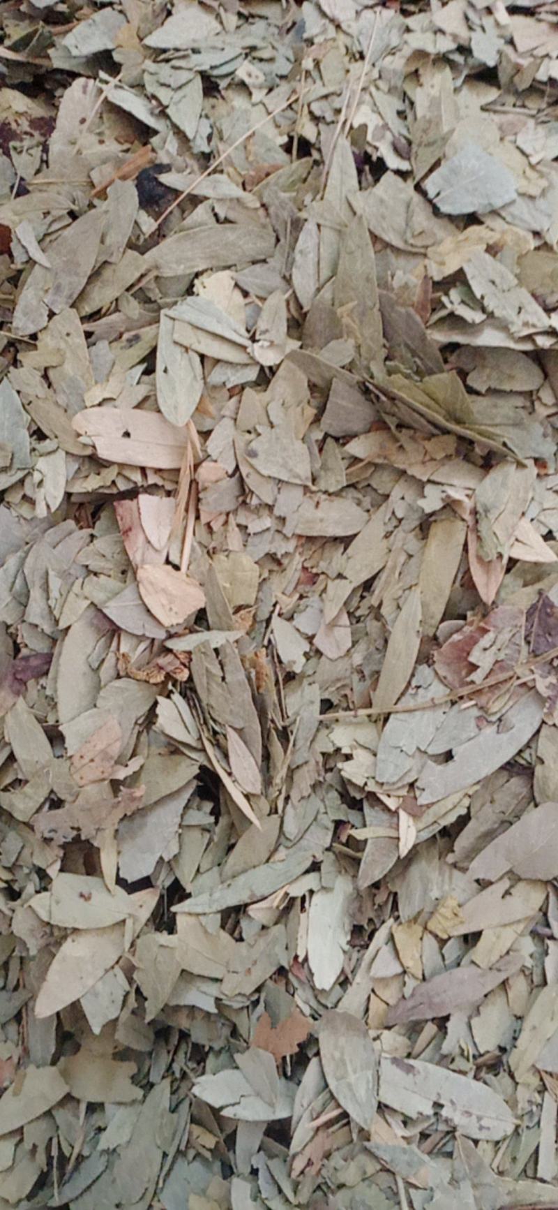番泻叶.中药材批发.质量保证规格齐全.