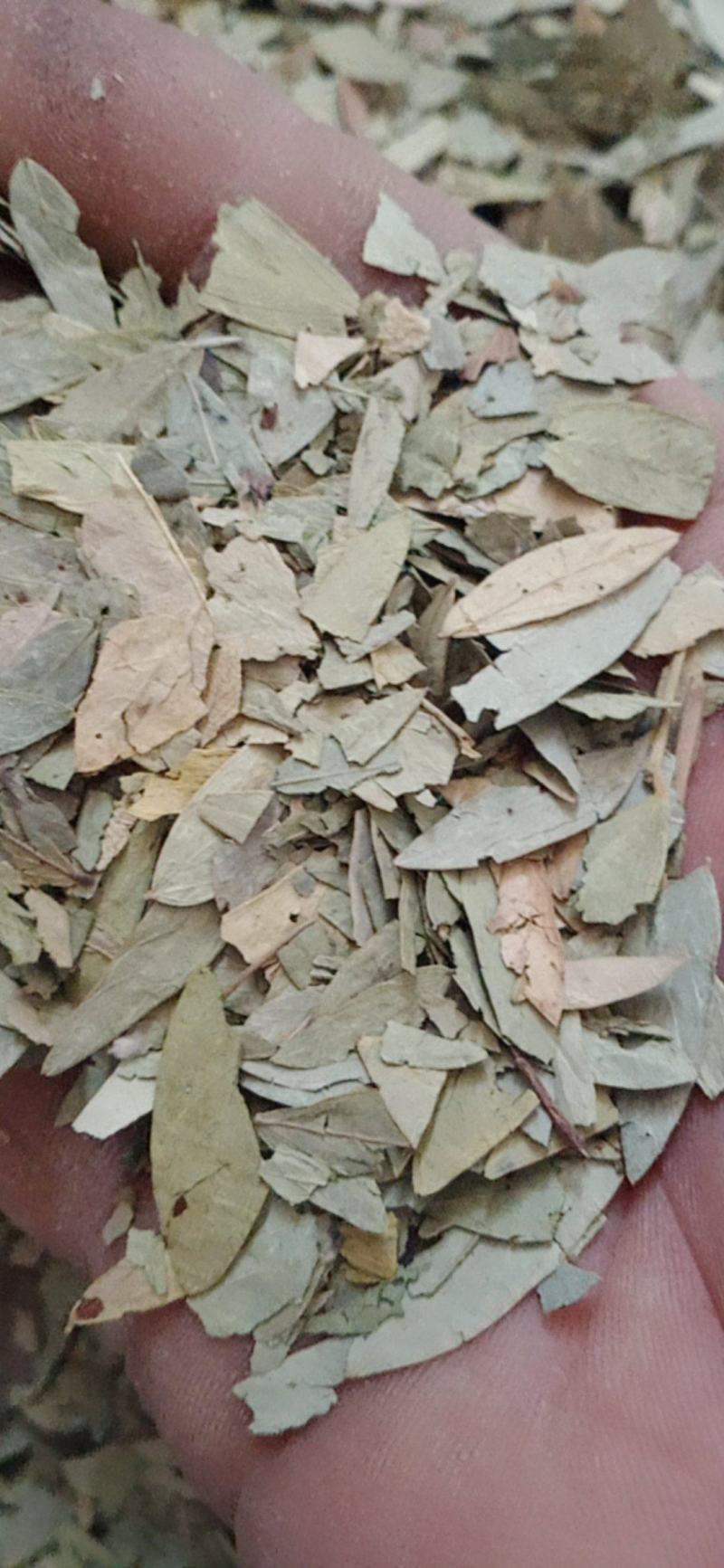 番泻叶.中药材批发.质量保证规格齐全.