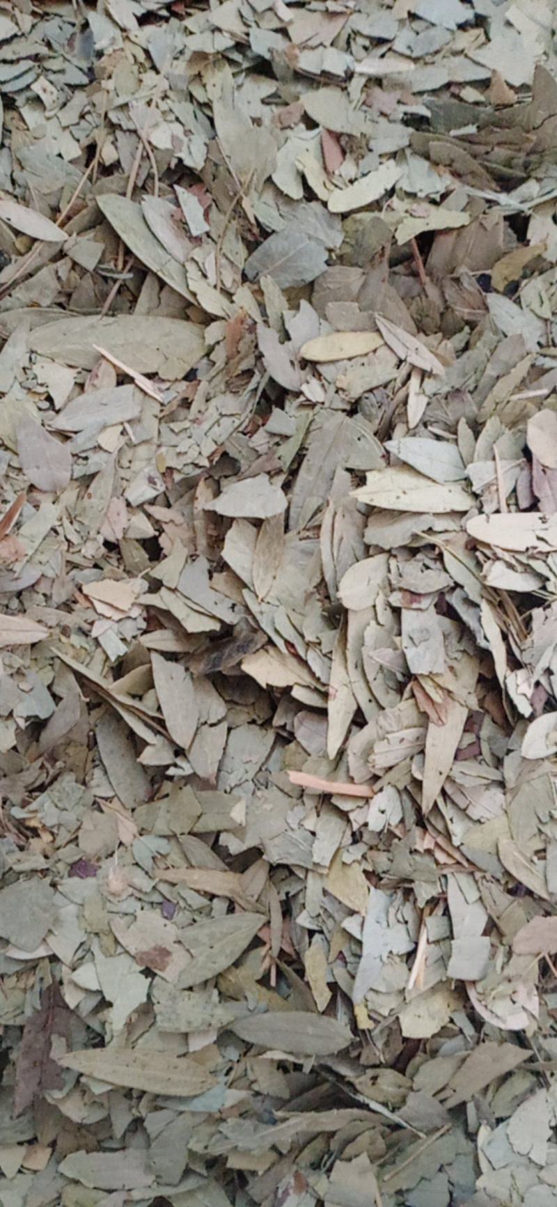 番泻叶.中药材批发.质量保证规格齐全.