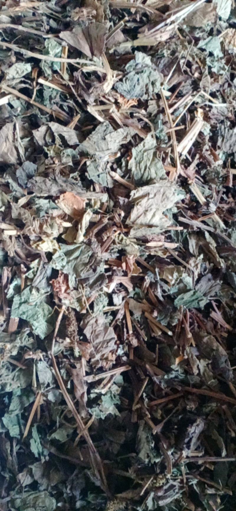 【鱼腥草】产地一手货源大货供应规格齐全量大优惠。