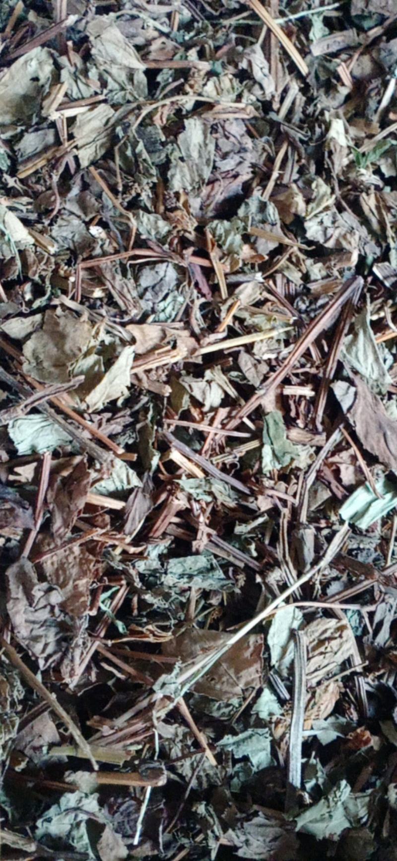 【鱼腥草】产地一手货源大货供应规格齐全量大优惠。