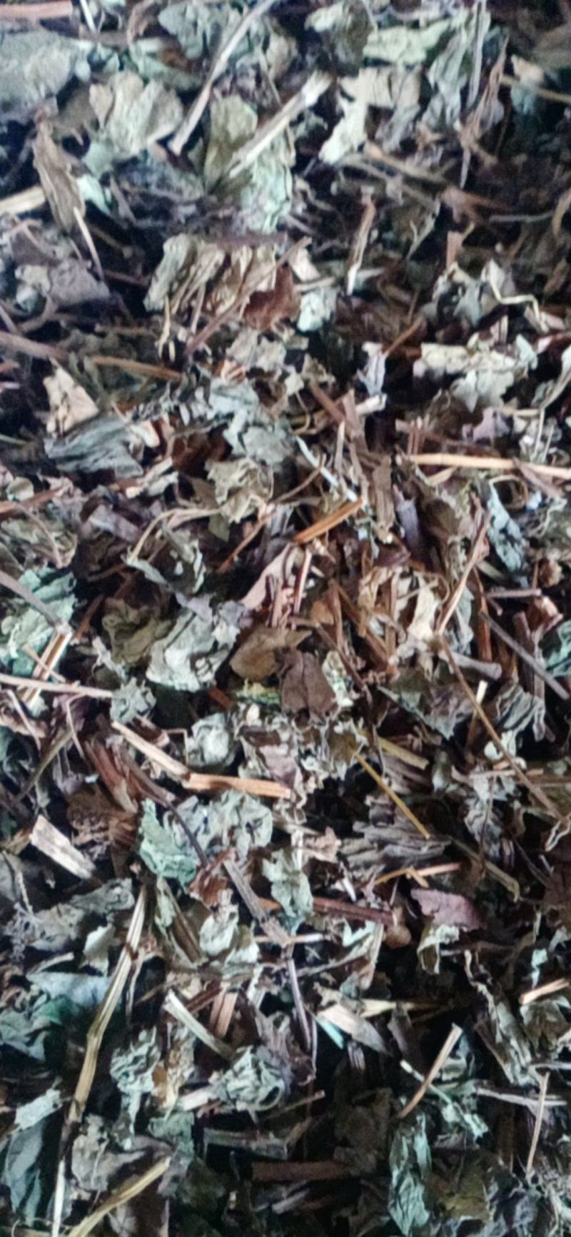 【鱼腥草】产地一手货源大货供应规格齐全量大优惠。