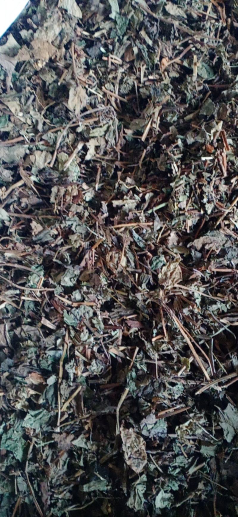 【鱼腥草】产地一手货源大货供应规格齐全量大优惠。