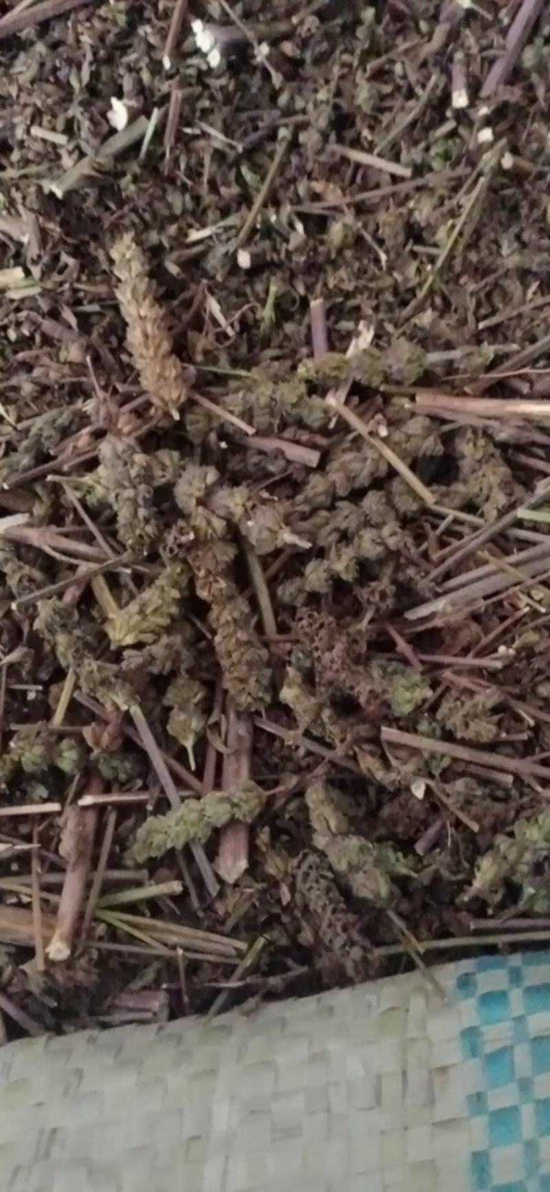 【荆芥】荆芥穗.中药材批发.质量保证规格齐全.