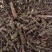 【荆芥】荆芥穗.中药材批发.质量保证规格齐全.