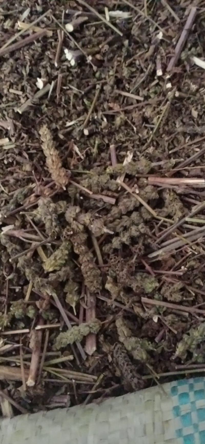 【荆芥】荆芥穗.中药材批发.质量保证规格齐全.