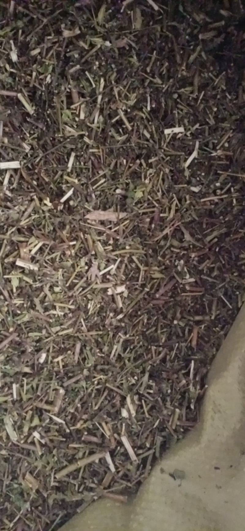 【荆芥】荆芥穗.中药材批发.质量保证规格齐全.