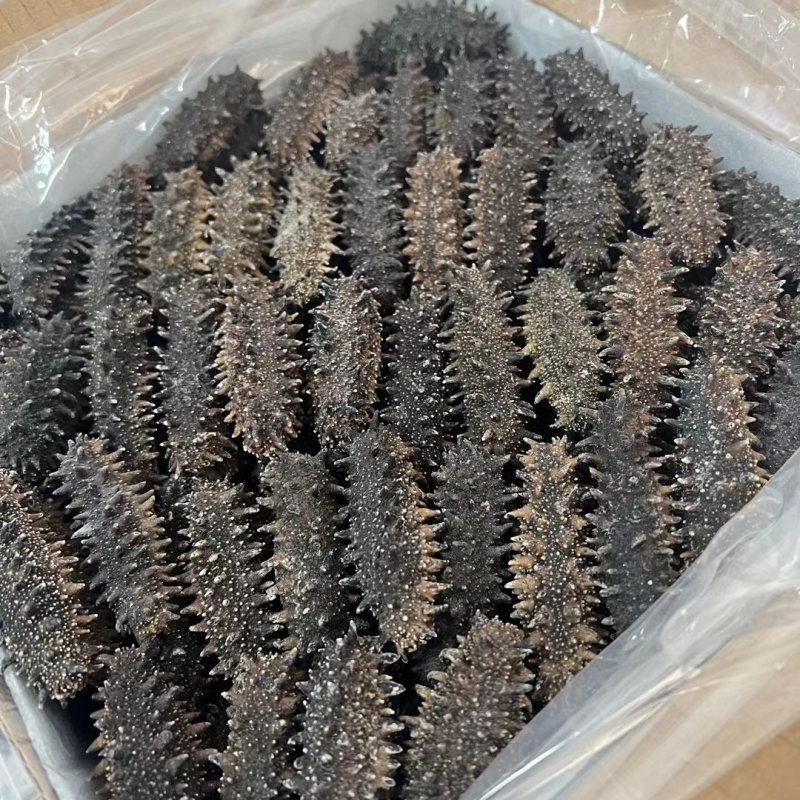 关东海参