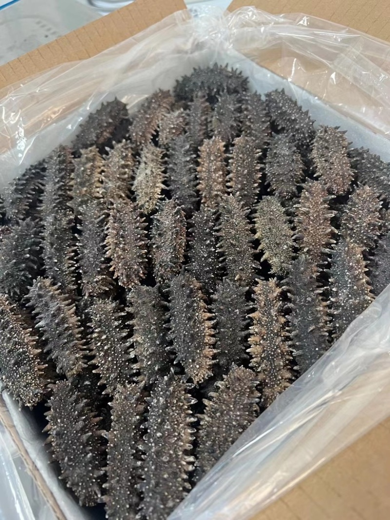 关东海参