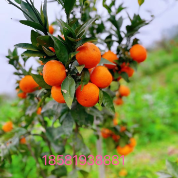 自家种植沃柑