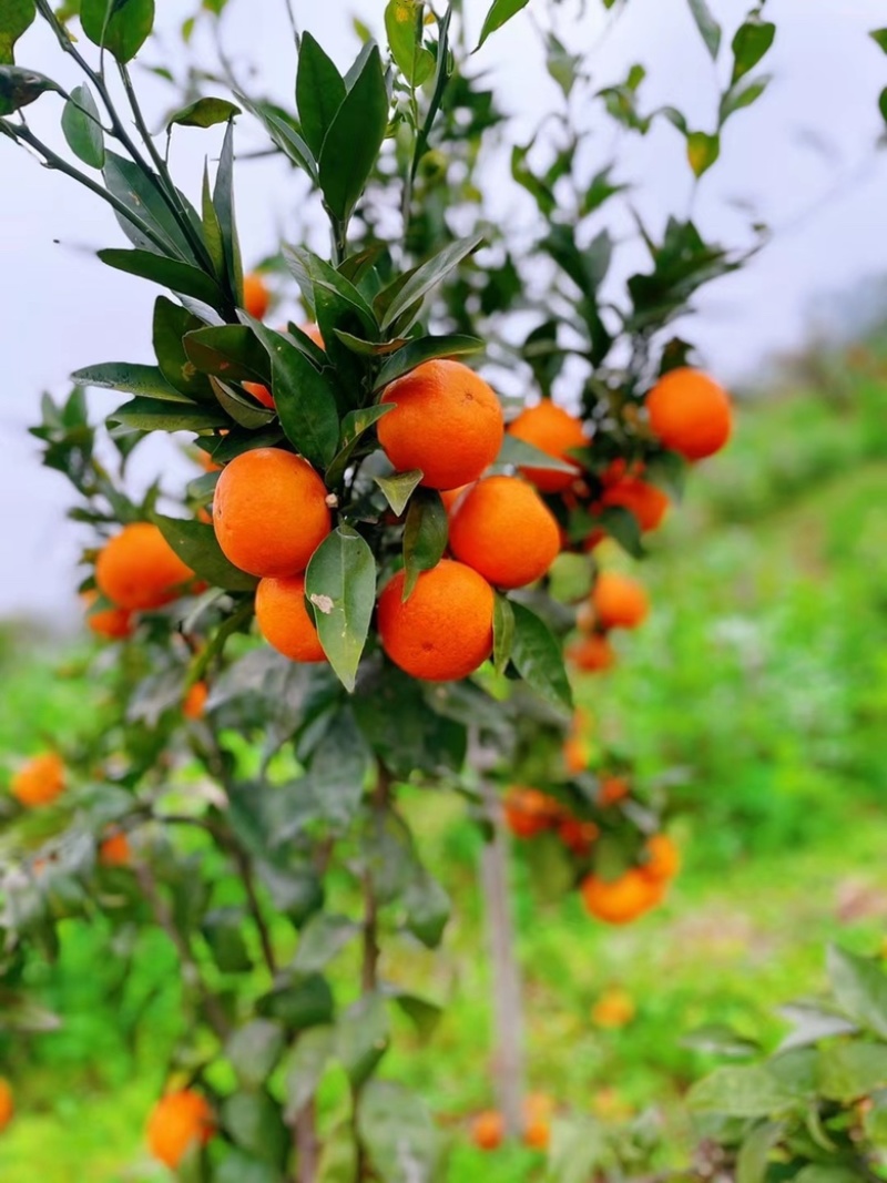 自家种植沃柑
